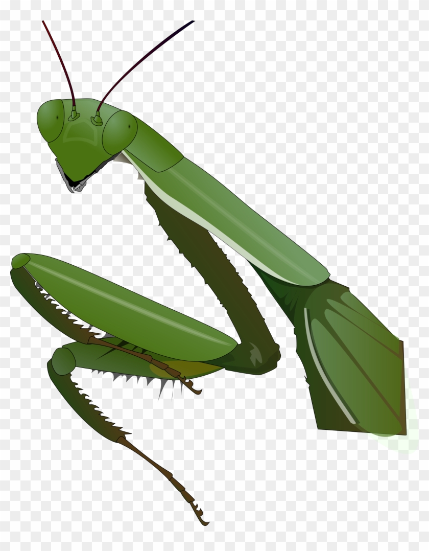 840x1078 Free Vector Praying Mantis Clip Art