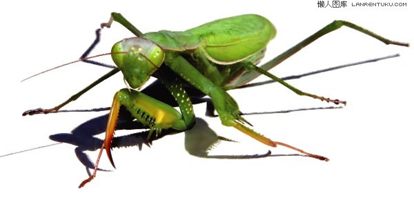 600x287 Lifelike Mantis Vector Material My Free Photoshop World