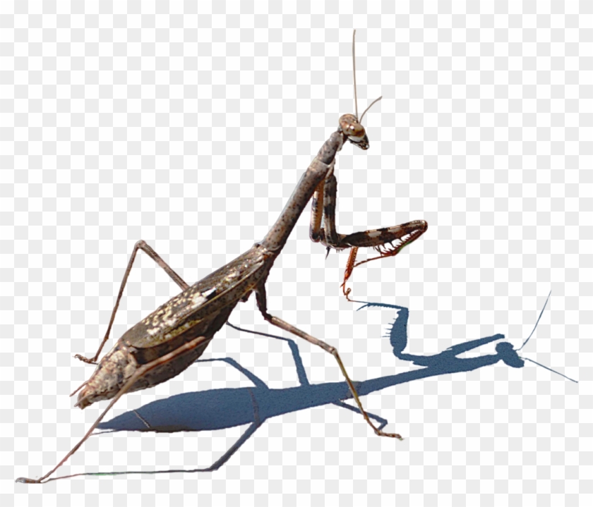 840x719 Mantis Vector Free Png Hd Image