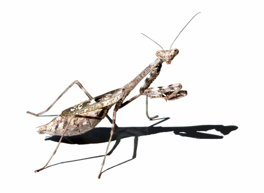 920x673 Mantis Vector Free Png Image Hd