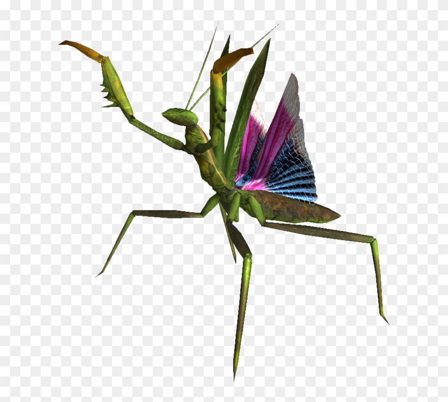880x790 Mantis Vector Free Png Picture
