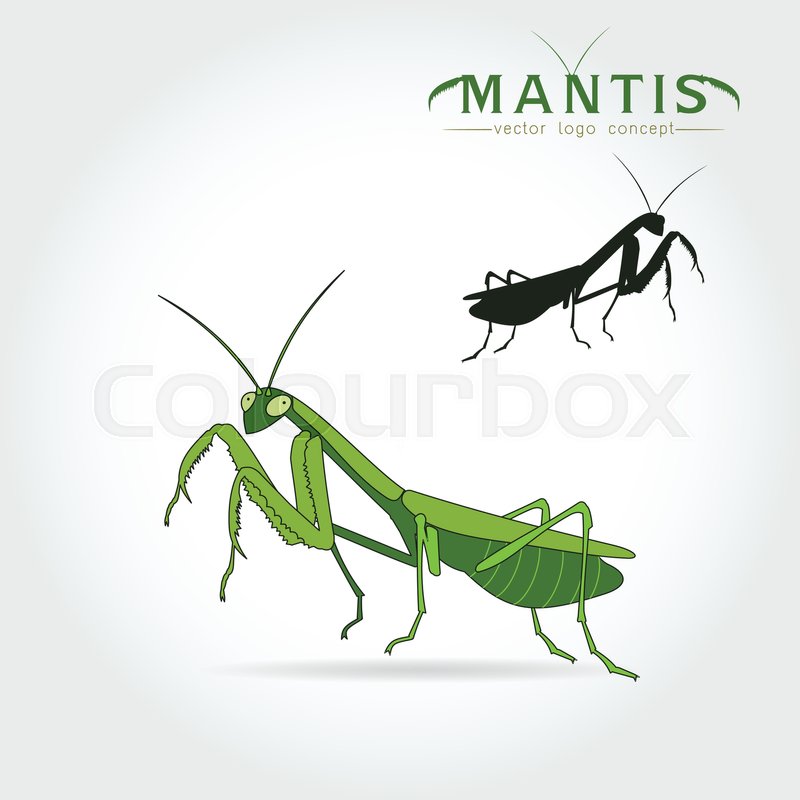800x800 Beetle Praying Mantis Isolated On A Stock Vector Colourbox