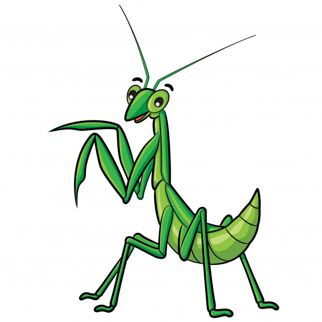 626x626 Mantis Vectors, Photos And Free Download
