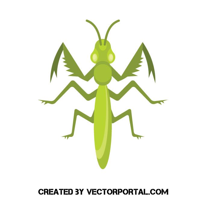 660x660 Mantis Vector Image Animal Vectors Free Vector Images, Vector