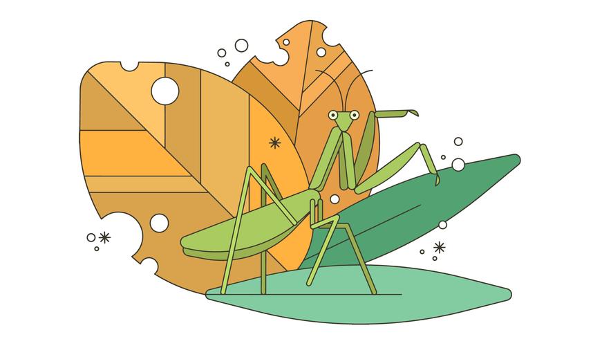 871x490 Praying Mantis Vector