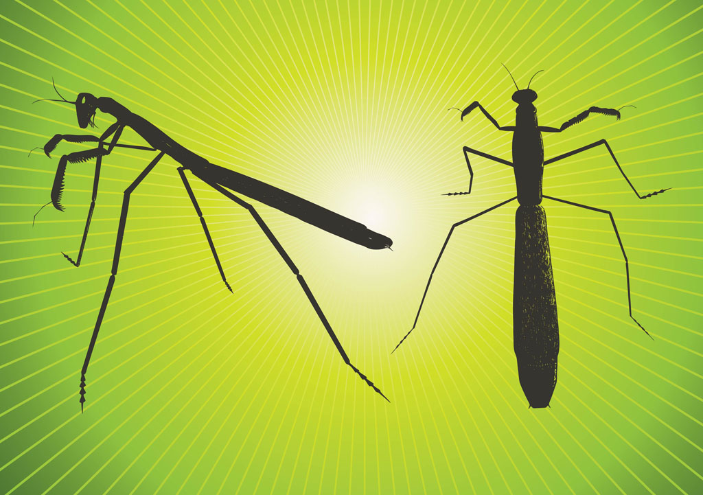 1024x721 Praying Mantis Vector Vector Art Graphics
