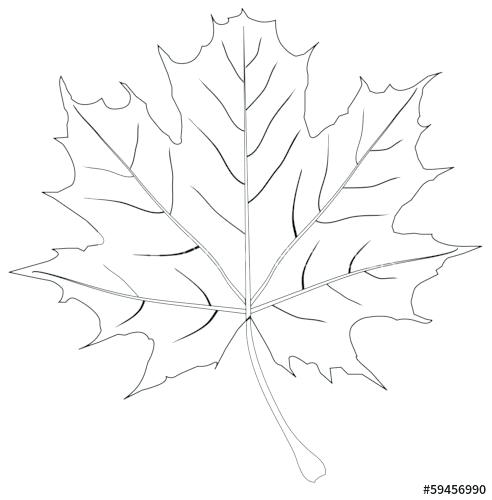 492x500 Maple Leaf Outline Vector Maple Leaf Outline Maple Leaf Tattoo