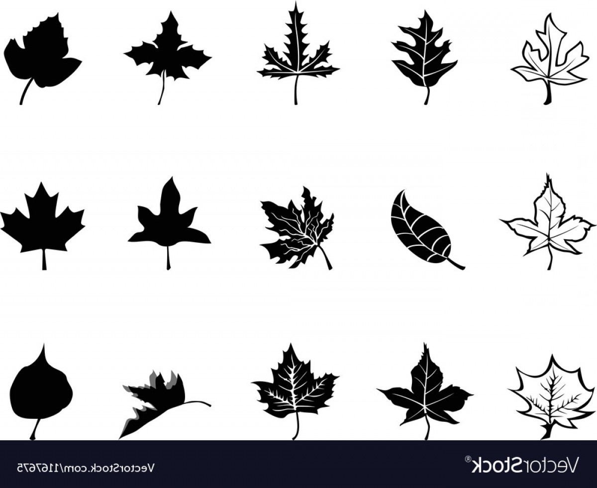 Maple Leaf Vector Sillohute Sarahgardan 1200x981 Maple Leaf Vector Sillohute Sarahgardan