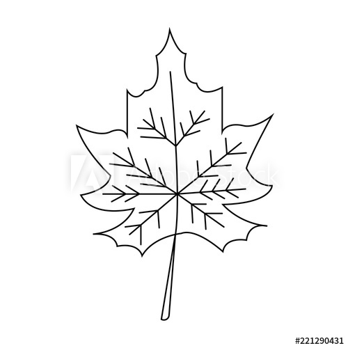 Maple Leaf Outline Maple Leaf In Line Art Style Isolated On White 500x500 Maple Leaf Outline Maple Leaf In Line Art Style Isolated On White