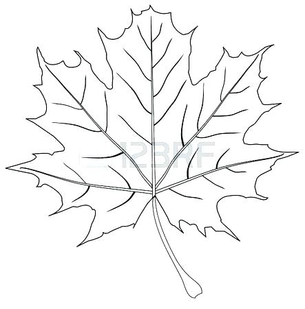 443x450 Outline Of A Maple Leaf Outline Of A Maple Leaf Vector Vector