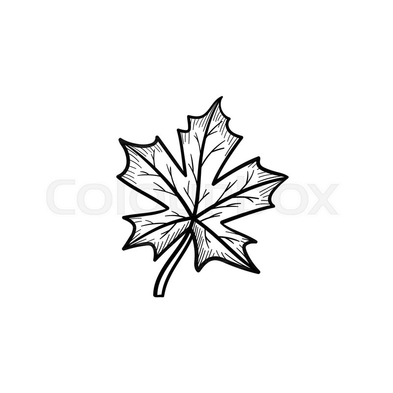 Vector Hand Drawn Maple Leaf Outline Stock Vector Colourbox 800x800 Vector Hand Drawn Maple Leaf Outline Stock Vector Colourbox