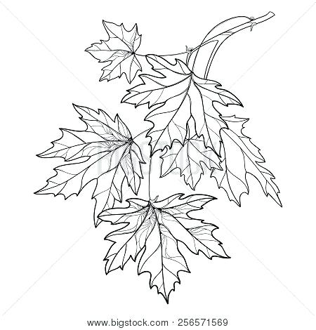 Outline Of A Maple Leaf 450x470 Outline Of A Maple Leaf
