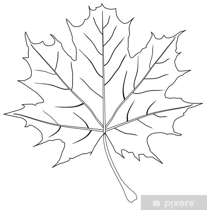 Maple Leaf Outline Vector At Vectorified.com | Collection Of Maple Leaf ...