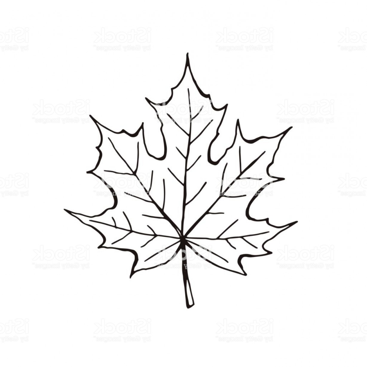Maple Leaf Outline Vector at Collection