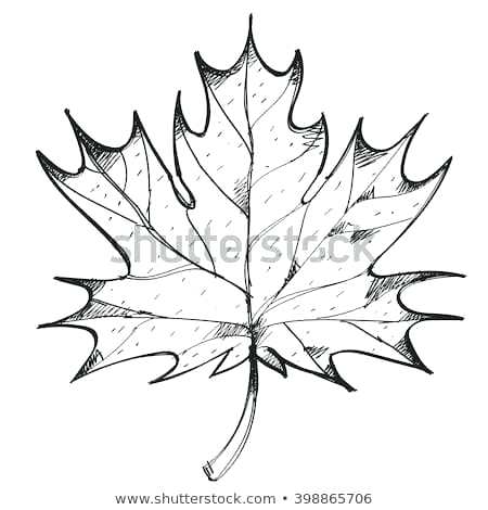 450x470 Leaf Outline Images Outline Of A Maple Leaf Maple Leaf Outline