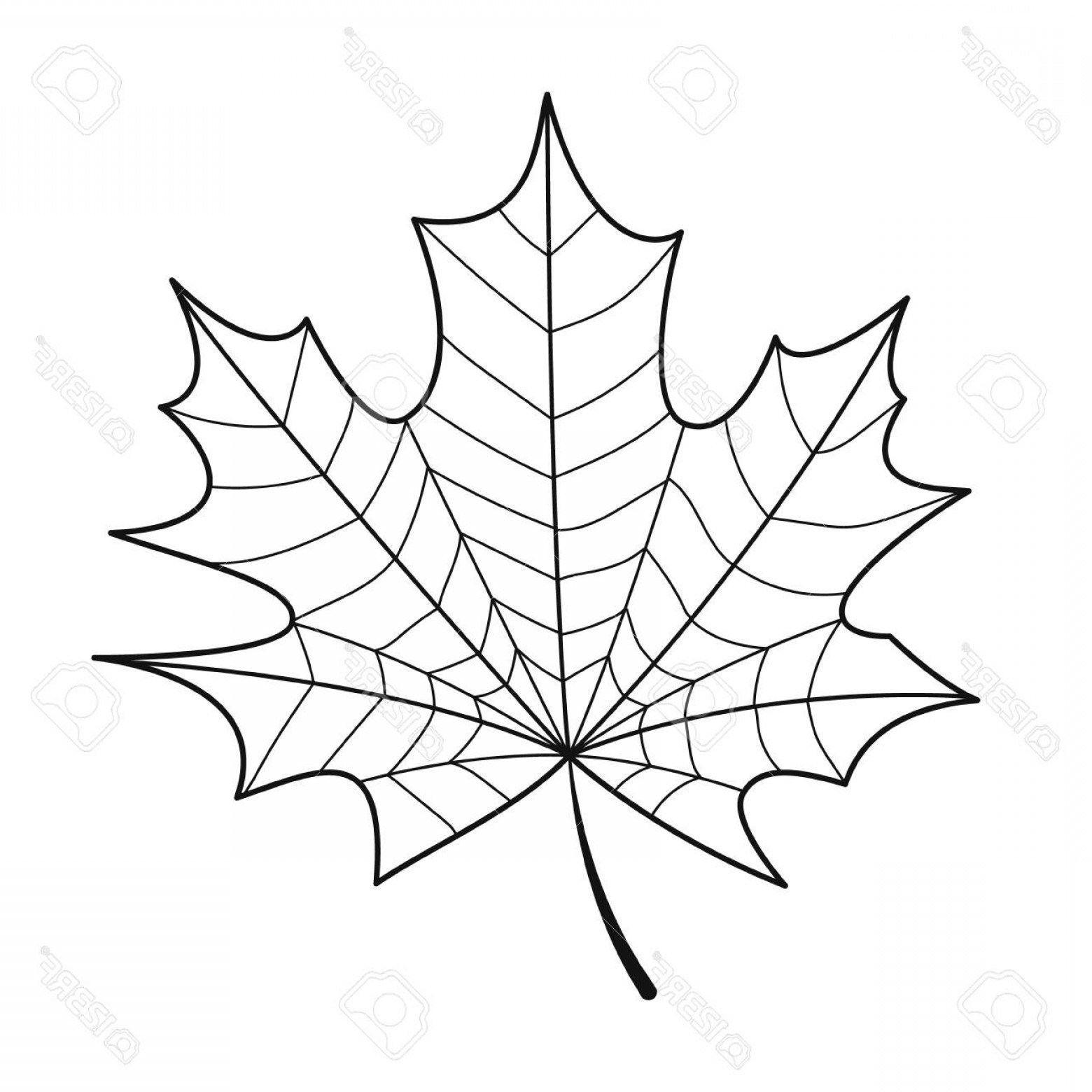 Line Drawing Of A Maple Leaf 1560x1560 Line Drawing Of A Maple Leaf