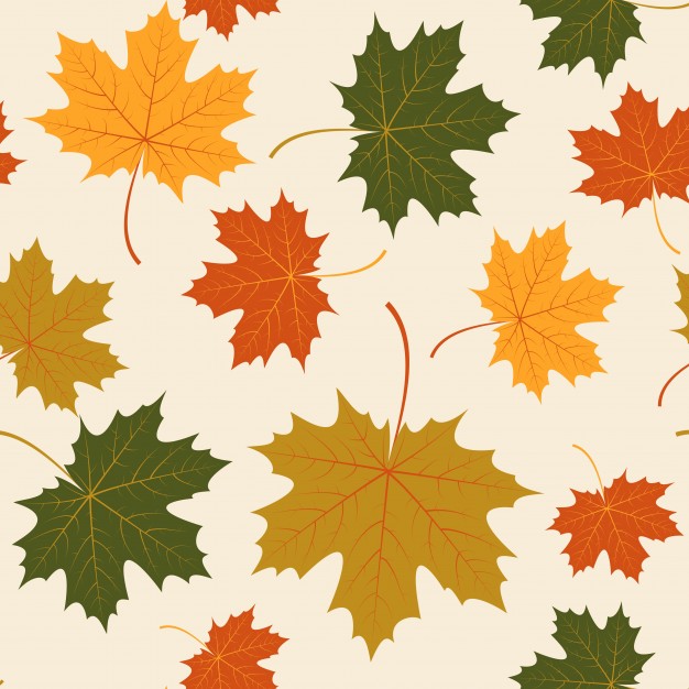 626x626 Maple Leaf Vectors, Photos And Free Download