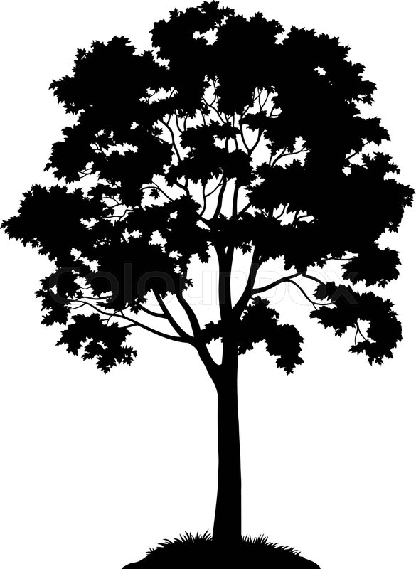 585x800 Maple Tree With Leaves And Grass Black Stock Vector Colourbox