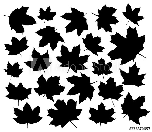 500x434 Maple Leaves Silhouettes Set Isolated On White Background Vector