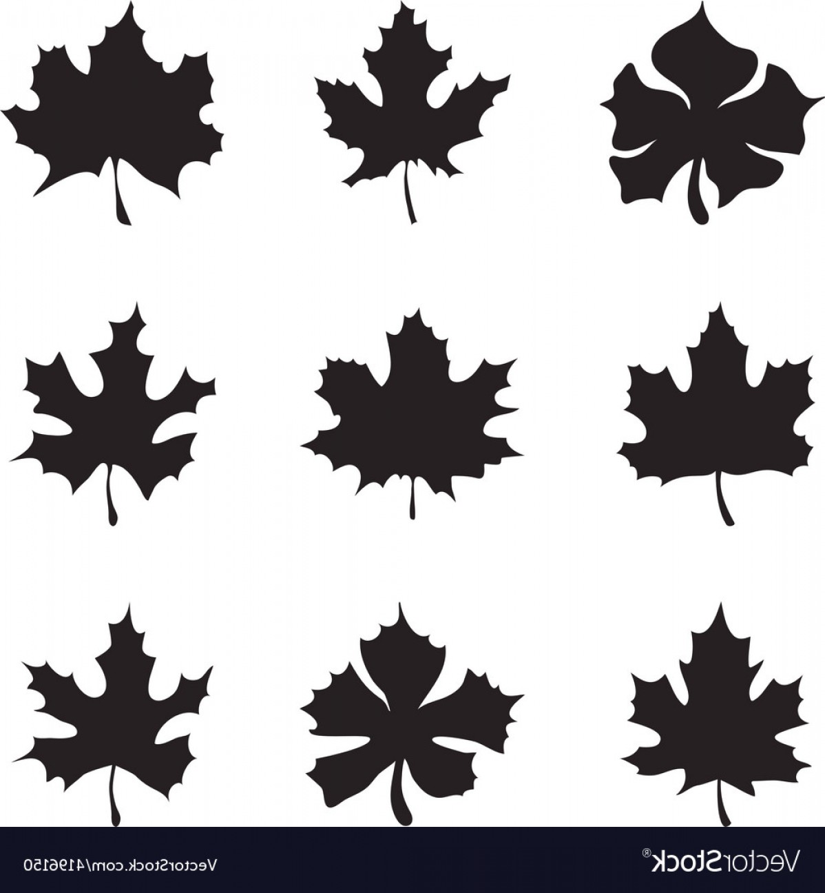 1198x1296 Set Of Nine Maple Leaf Silhouette Vector Soidergi