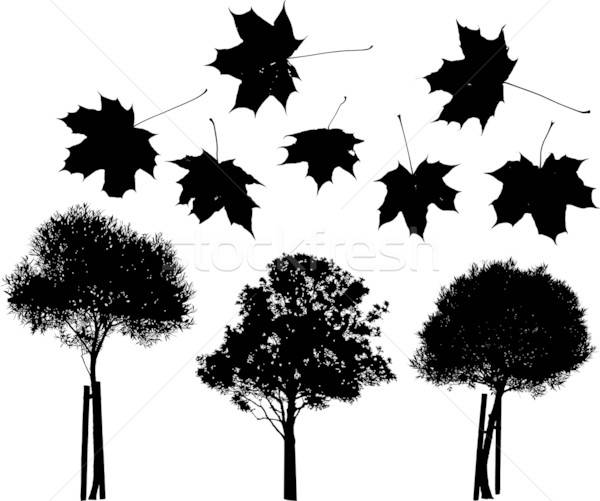 600x501 Tree And Maple Leaves Silhouettes Vector Illustration Ints