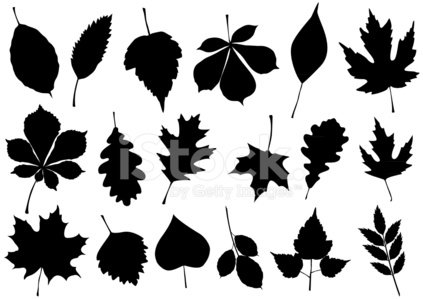 423x299 Vector Illustration Set Of Autumn Leaf Stock Vectors
