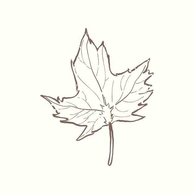 Maple Leaf Vectors, Photos And Free Download 626x626 Maple Leaf Vectors, Photos And Free Download