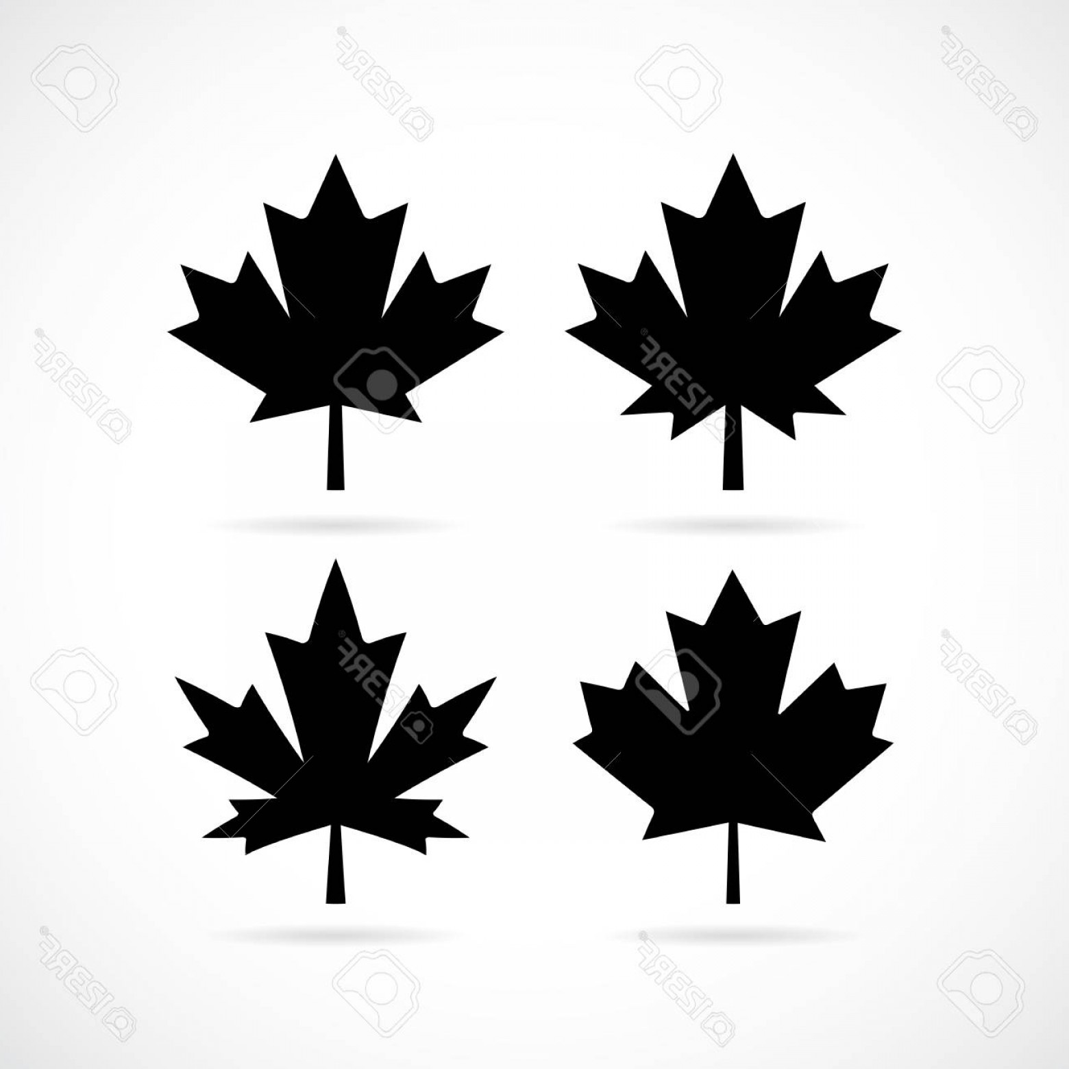 Photostock Vector Maple Tree Leaf Vector Set Soidergi 1560x1560 Photostock Vector Maple Tree Leaf Vector Set Soidergi