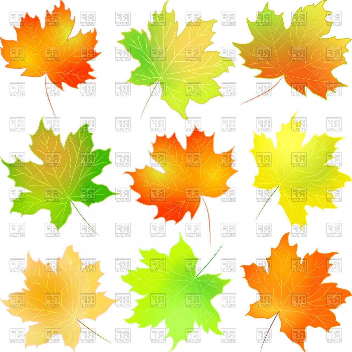 Autumn Red Green Yellow And Orange Maple Leaf Vector Clipart 1440x1440 Autumn Red Green Yellow And Orange Maple Leaf Vector Clipart