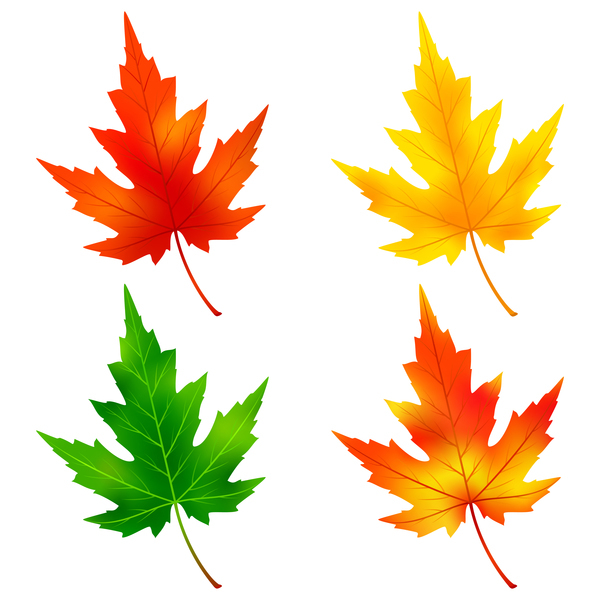 Colorful Maple Leaves Vector Material Free Download 600x600 Colorful Maple Leaves Vector Material Free Download