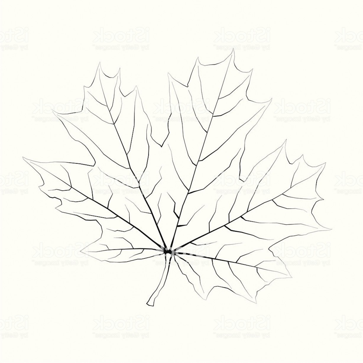 Isolated Vector Monochrome Maple Leaf Gm Hoodamath 1228x1228 Isolated Vector Monochrome Maple Leaf Gm Hoodamath