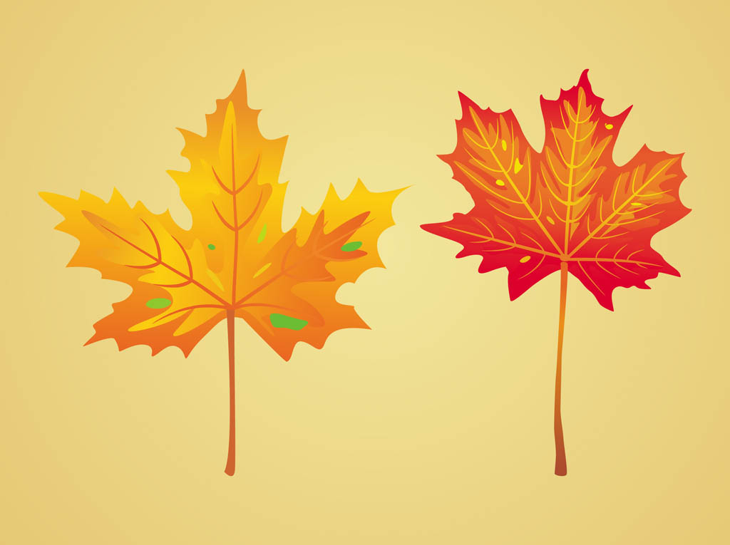 Maple Autumn Leaves Vector Art Graphics 1024x765 Maple Autumn Leaves Vector Art Graphics
