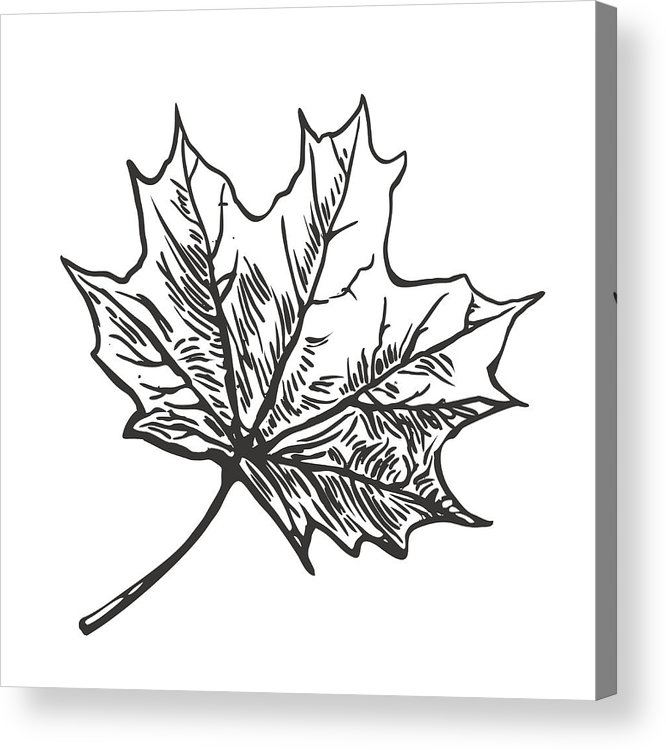 Maple Leaf Vector Vintage Engraved Illustration Acrylic Print 666x750 Maple Leaf Vector Vintage Engraved Illustration Acrylic Print