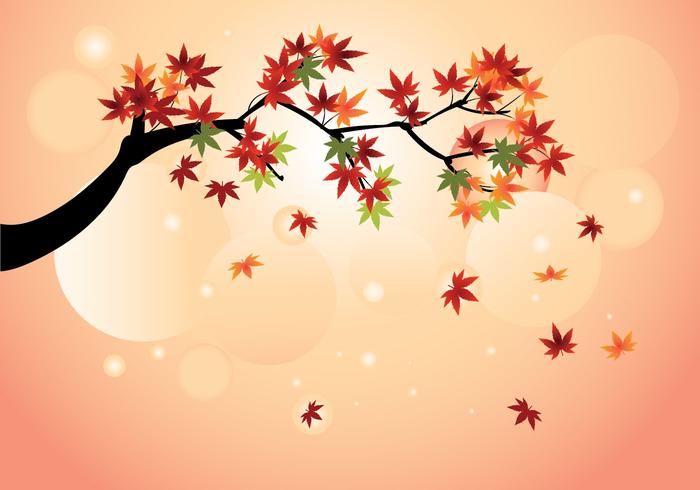 Smooth Japanese Maple With Fall Maple Leaves Vector 700x490 Smooth Japanese Maple With Fall Maple Leaves Vector