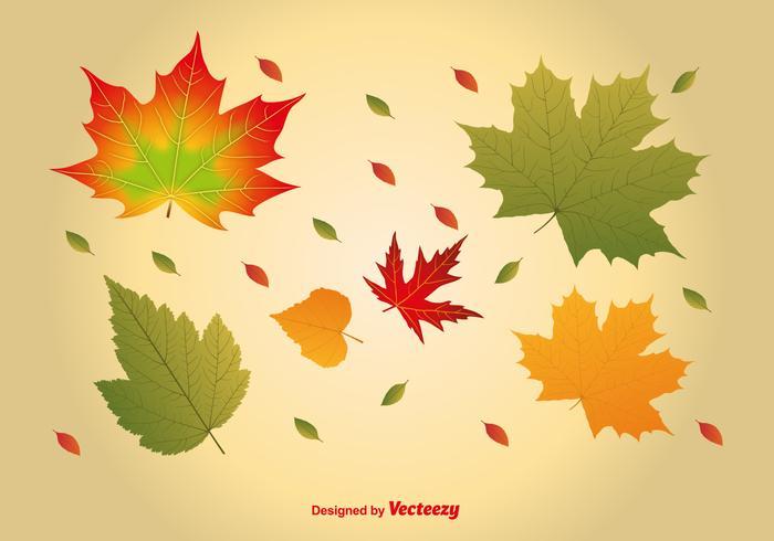 Maple Leaf Free Vector 700x490 Maple Leaf Free Vector