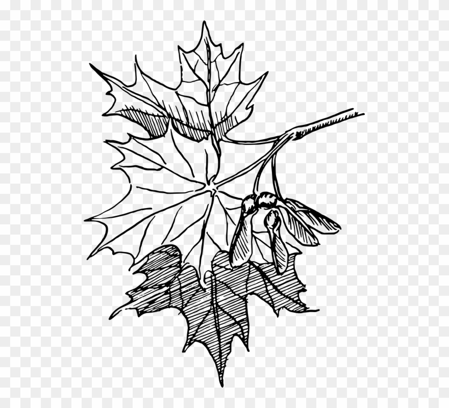Dogwood Tree Drawing Buy Clip Art 880x800 Dogwood Tree Drawing Buy Clip Art
