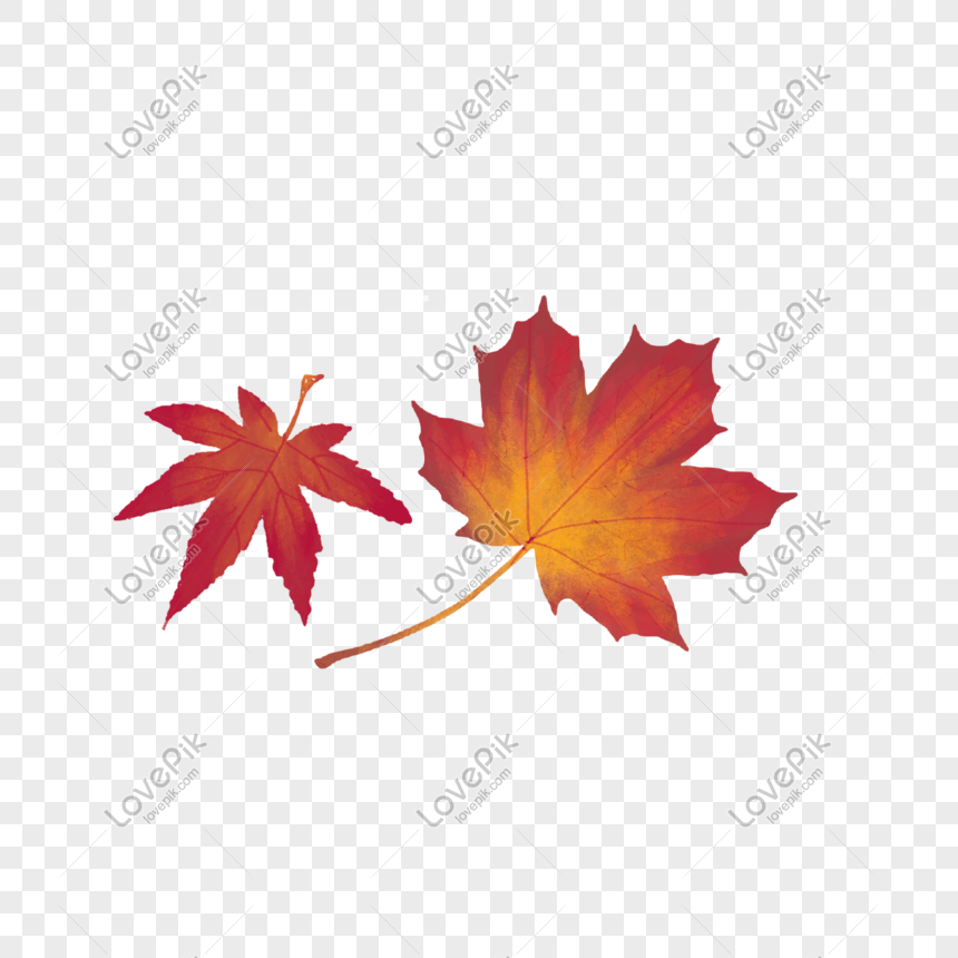 Maple Leaf, Red Leaf, Vector Pattern, Shading Material Png 860x860 Maple Leaf, Red Leaf, Vector Pattern, Shading Material Png
