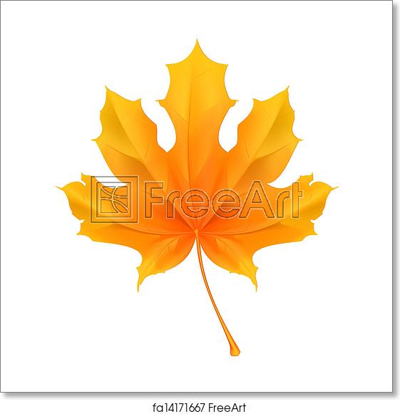 Free Art Print Of Maple Leaf, Vector Freeart 561x581 Free Art Print Of Maple Leaf, Vector Freeart