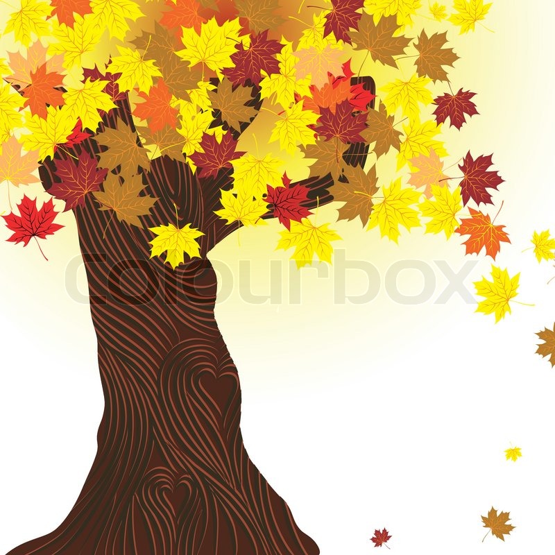 800x800 Beautiful Autumn Tree Vector Maple Stock Vector Colourbox