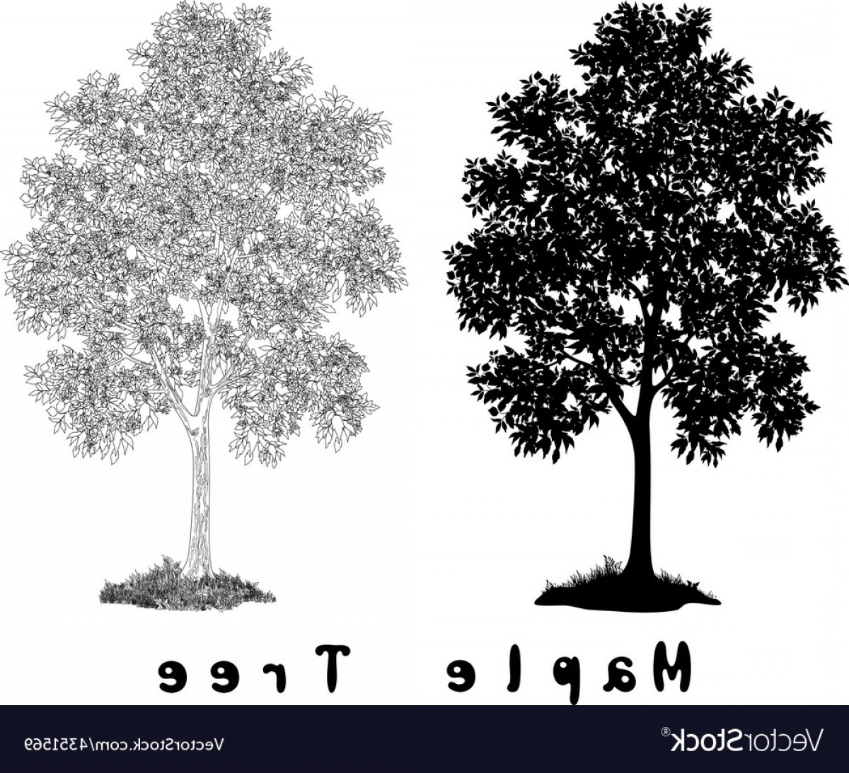 1200x1093 Maple Tree Silhouette Contours And Inscriptions Vector Soidergi