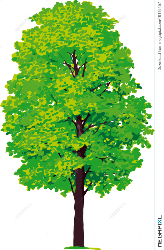 525x800 Maple Tree Vector Illustration