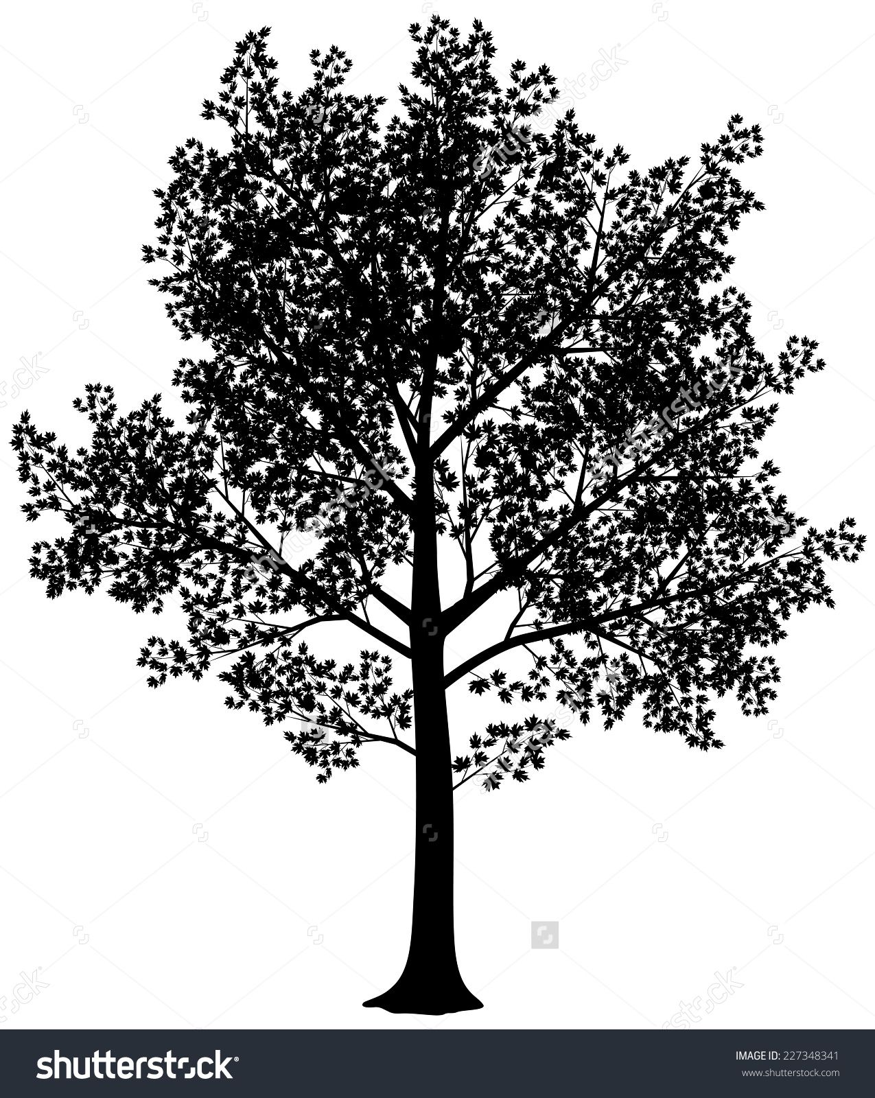 1275x1600 Vector Black And White Maple Silhouette Vector Illustration