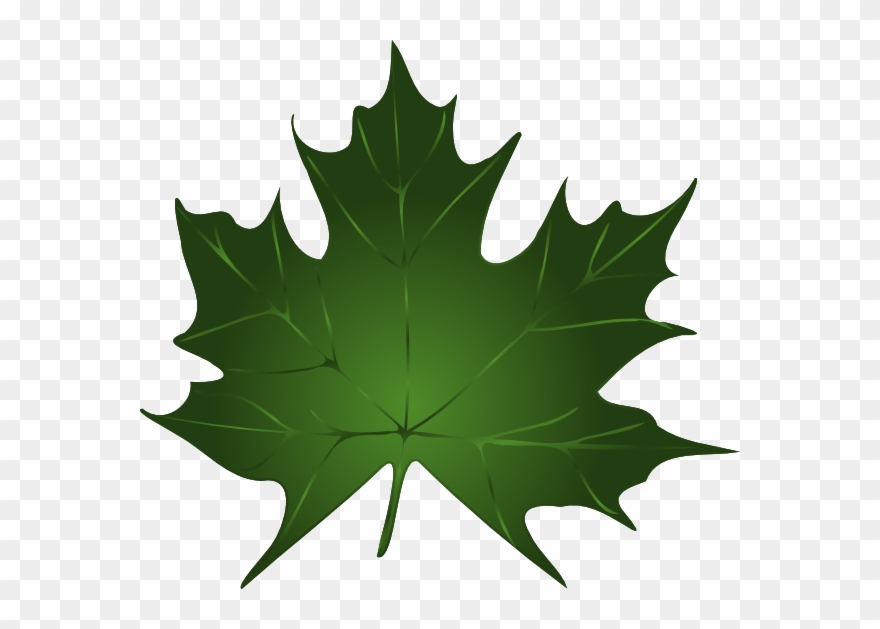 880x629 Green Maple Leaf Clipart Kid