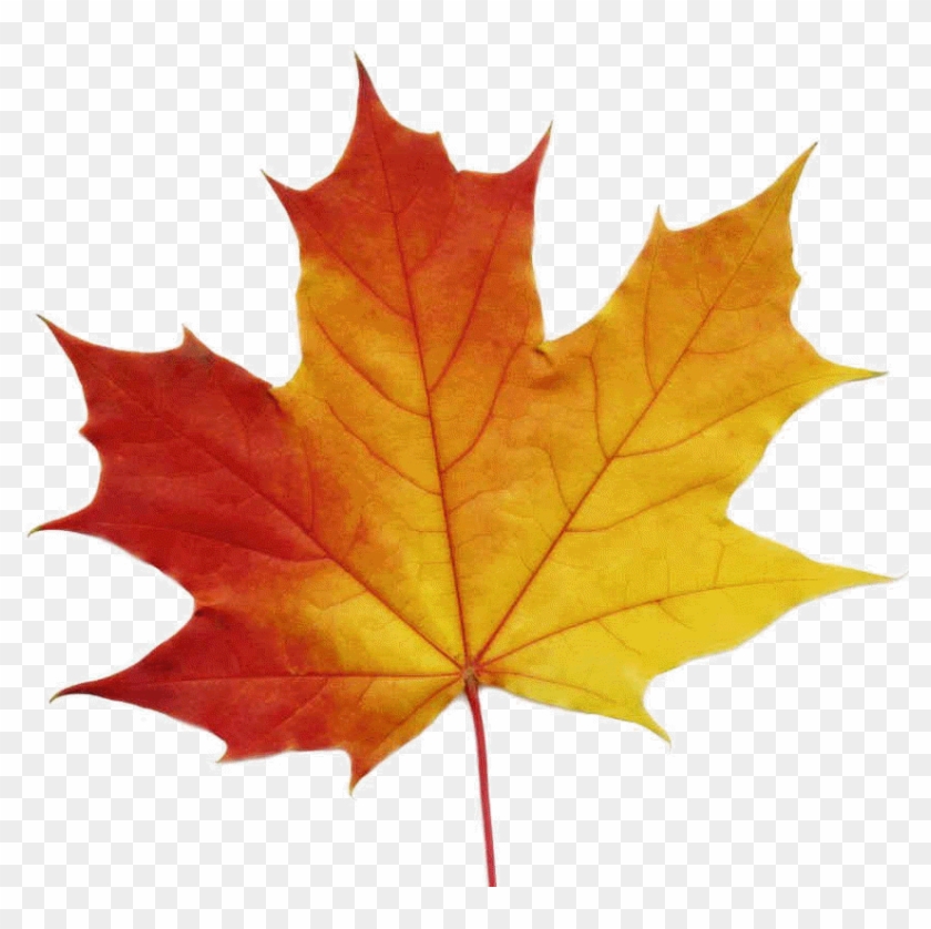 840x838 Ko Maple Leaves