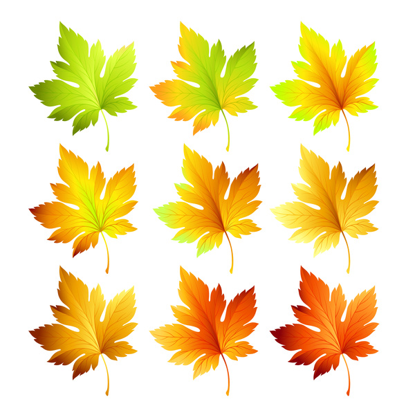 600x600 Kind Maple Leaves Vector Illustration Free Download