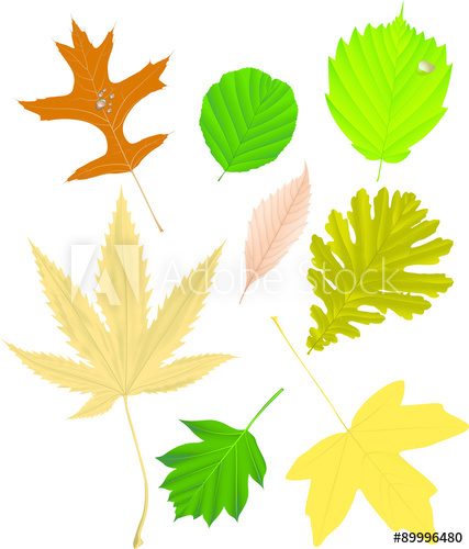 Autumn Leaf Collection, Vector Illustration 427x500 Autumn Leaf Collection, Vector Illustration
