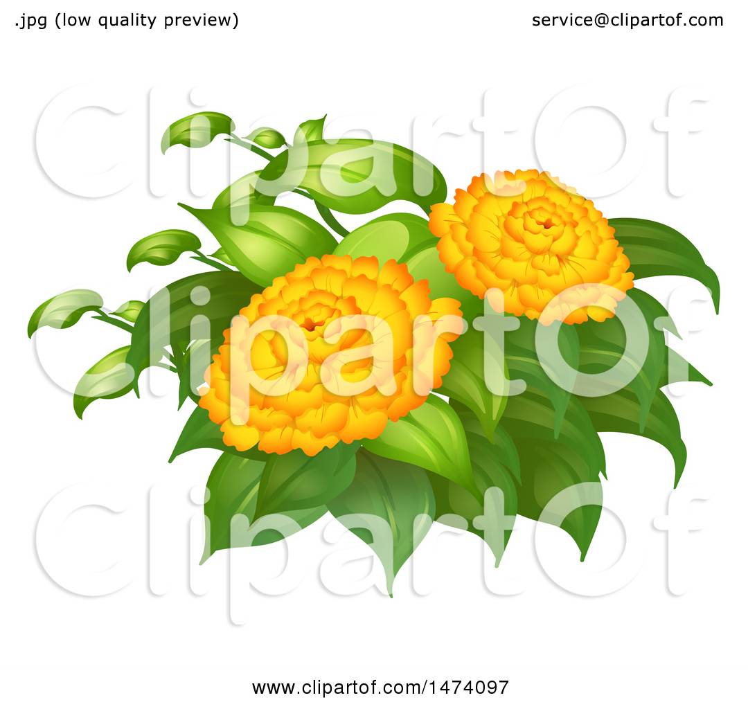 Clipart Of Marigold Flowers 1080x1024 Clipart Of Marigold Flowers
