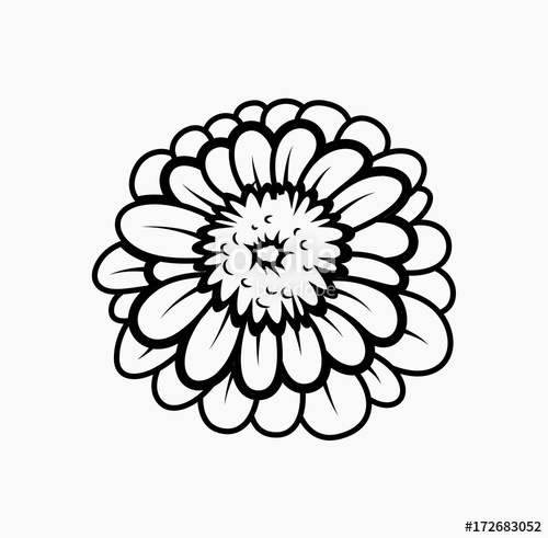 Marigold Flower Vector Shape Stock Image And Royalty Free Vector 500x491 Marigold Flower Vector Shape Stock Image And Royalty Free Vector