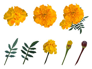 Marigold Vector Photos, Royalty Free Images, Graphics, Vectors 320x240 Marigold Vector Photos, Royalty Free Images, Graphics, Vectors