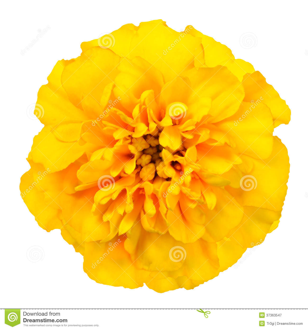 Marigold Flower Clipart Png And Cliparts For Free Download 1300x1390 Marigold Flower Clipart Png And Cliparts For Free Download
